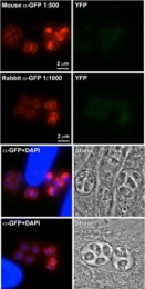 AM11009PU-N - GFP