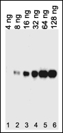 AM11011SU-N - 6xHistidine Epitope Tag