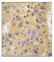 AM11015SU-N - Actin beta / ACTB