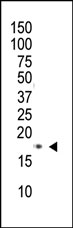 AM11033PU-N - Histone H3