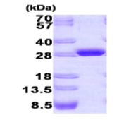 AR09180PU-L - GFP