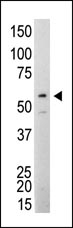AM11074PU-N - SRC1