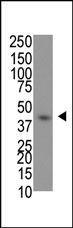 AP11019PU-N - DYKDDDDK Epitope Tag