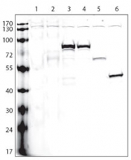 AP11020PU-N - Pk (V5) Epitope Tag (GKPIPNPLLGLDST)