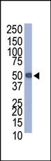 AP11023PU-N - Protein C tag (EDQVDPRLIDGK)