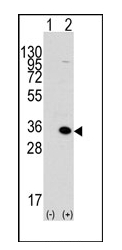 AP11059PU-N - MBD3