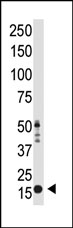AP11069PU-N - Histone H3