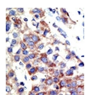 AP11069PU-N - Histone H3