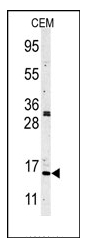 AP11070PU-N - Histone H3