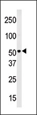 AP11119PU-N - SLC29A4 / ENT4