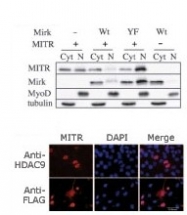 AP11138PU-N - HDAC9