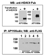 AP11139PU-N - HDAC9