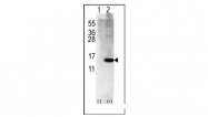 AP11164PU-N - ISG15 / G1P2