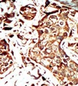 AP14979PU-N - BRD3