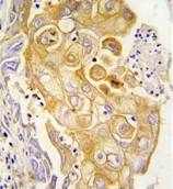 AP14903PU-N - PTGIS