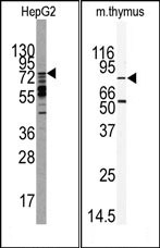 AP14909PU-N - MARK2