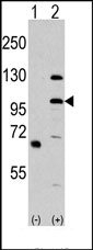 AP14913PU-N - MLK4