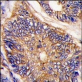 AP14924PU-N - LDLRAP1