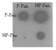 AP14873PU-N - TNIK