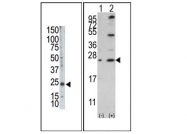 AP11297PU-N - Bcl-2-like 2
