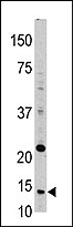 AP11336PU-N - Thioredoxin / TRX1