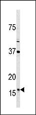 AP11339PU-N - Thioredoxin-2 / TRX2
