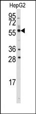 AP14723PU-N - ALDH4