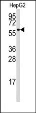 AP14724PU-N - ALDH4