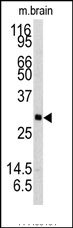 AP14548PU-N - Neurotrophin 3 / NTF3