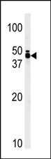 AP14487PU-N - TRIB1