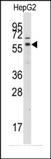 AP14494PU-N - GRK7