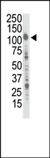 AP14373PU-N - INSRR / IRR