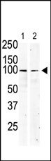 AP14374PU-N - CD117 / c-kit
