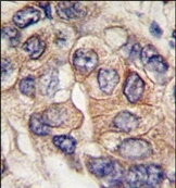 AP14392PU-N - CD140a / PDGFRA