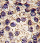 AP14394PU-N - CD140a / PDGFRA