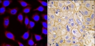 AP14398PU-N - CD140a / PDGFRA