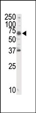 AP14422PU-N - Tyrosine-protein kinase RYK