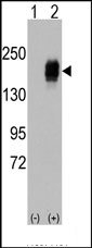 AP14312PU-N - EGFR / ERBB1