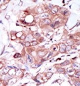 AP14330PU-N - ERBB4 / HER4
