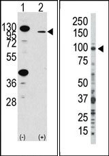 AP14338PU-N - CD332 / FGFR-2