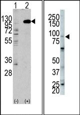 AP14339PU-N - CD332 / FGFR-2
