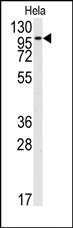 AP14340PU-N - CD332 / FGFR-2