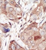 AP14350PU-N - CD309 / VEGFR-2 / Flk-1