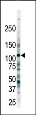 AP14353PU-N - CD135 / FLT3