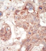 AP14353PU-N - CD135 / FLT3