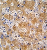 AP14249PU-N - Apolipoprotein A IV / ApoA4