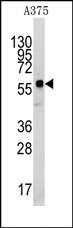 AP14254PU-N - Kremen protein 1