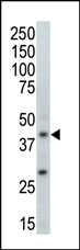 AP13902PU-N - MAP kinase p38 beta / MAPK11