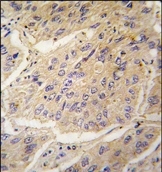 AP14208PU-N - Caspase-3