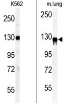 AP14070PU-N - Vinculin (VCL)